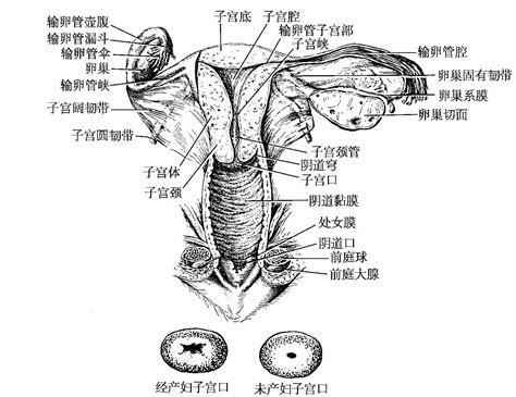 女人的阴|阴道的解剖和生理(图)